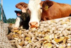 تبدیل خراسان شمالی به یکی از قطب‌های مؤثر تأمین خوراک دام در  کشور