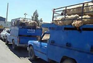 کشف دام و رادیات قاچاق در قزوین