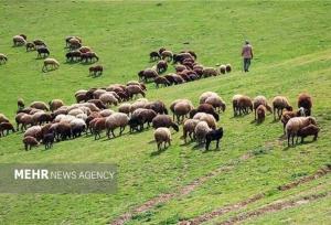 ورود دامداران فاقد پروانه به عرصه مراتع استان ایلام ممنوع است