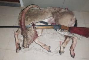 کشف لاشه کل وحشی در گیلاوند دماوند؛بازداشت شکارچی غیر مجاز