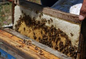 مشگین‌شهر ۱۰ هزار کلنی زنبور عسل دارد