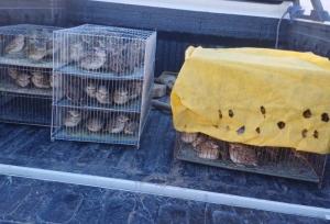 رهاسازی ۲۴۰ قطعه چکاوک در دهگلان