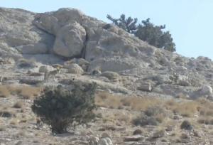 تصویری از پنج فرد گرگ در پارک ملی صیدوا