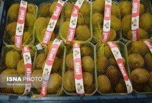 سرپرست جهاد کشاورزی استان: بالغ بر ۱۵ هزارتن کیوی مازندران به خارج از کشور صادر شد