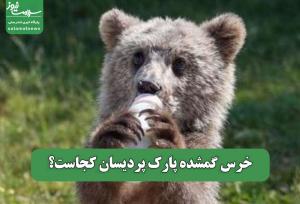 خرس گمشده پارک پردیسان کجاست؟
