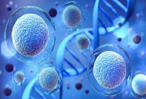 کشف ژنی که اندازه سلول‌های بدن را تنظیم می‌کند