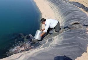 ۱۱۰ هزار قطعه بچه‌ماهی در سد زاگرس گیلانغرب رها شد