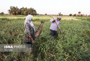 آغاز کشت سیر در مزارع طارم