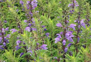 بادرنجبویه همان بادرشبو نیست