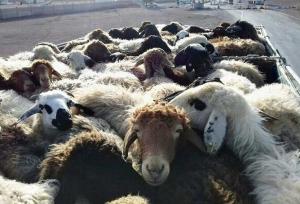 کشف ۱۷ رأس احشام قاچاق در بندرلنگه