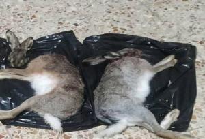 دستگیری دو شکارچی غیرمجاز خرگوش در دهگلان