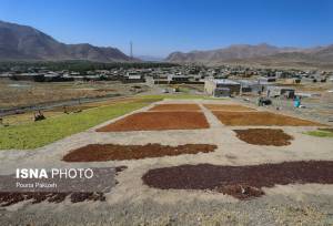 ۸۵ درصد کشمش تولیدی ابهر صادر می‌شود