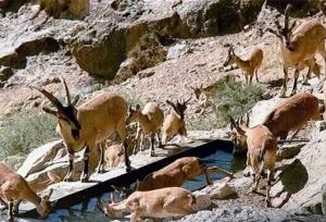 مدیرکل حفاظت محیط زیست کردستان: مردم به هیچ‌وجه به حیات‌وحش غذا ندهند