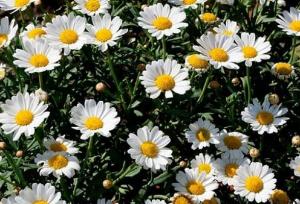 عزیزان: سطح زیر کشت گیاهان دارویی در ایلام ۲۶۰ هکتار است