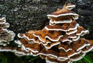 راه‌حلی پایدار برای جایگزینی پلاستیک‌های یک‌بار مصرف