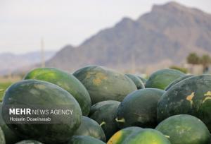 برداشت هندوانه خارج از فصل در میناب آغاز شد