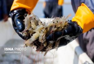 مشکل پرورش‌دهندگان مجتمع میگو چوئبده چیست؟