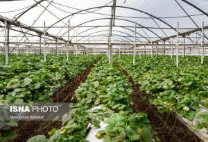 عضو هیئت علمی گروه باغبانی دانشگاه بوعلی سینا: در کشت هیدروپونیک مصرف آب کاهش پیدا نمی‌کند