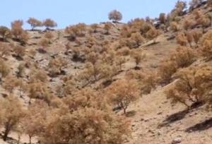 خشک شدن جنگل‌های بلوط موجب تغییر اقلیم و خشکی هوا می‌شود