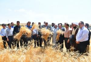 جشن برداشت گندم در مراغه با حضور مسئولان و کشاورزان نمونه