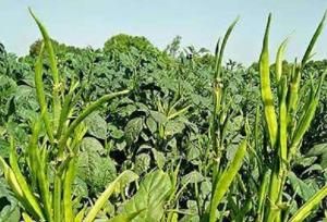 بررسی راهکارهای بهداشت گیاهی در حاشیه کارگاه منطقه‌ای فائو در عمان