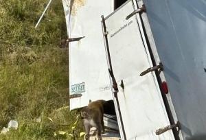 فرار میمون‌های آلوده پس از واژگونی کامیون در آمریکا