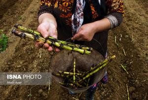 پیش بینی درآمد ۱۸۰ میلیارد ریالی نیشکرکاران گیلان