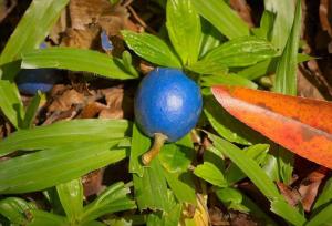 با تنها «میوه آبی» جهان آشنا شوید