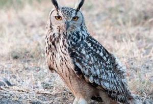 باقری: شاه بوف آسیب دیده به اداره محیط زیست زنجان تحویل شد