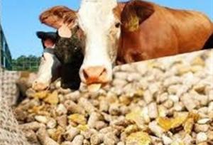 هشدار سازمان بازرسی به وزارت جهاد کشاورزی درباره نهاده‌های دامی