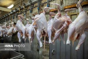 ممنوعیت خرد کردن مرغ و ماهی در واحدهای صنفی زنجان، تصمیمی برای حفظ سلامت مردم