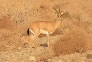 رهاسازی ۳۵ رأس جبیر در پارک ملی توران برای حمایت از یوزپلنگ آسیایی