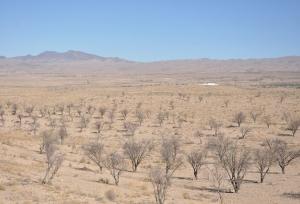 مهم‌ترین عوامل تهدید کننده بزرگ‌ترین بادامستان شرق کشور چیست؟