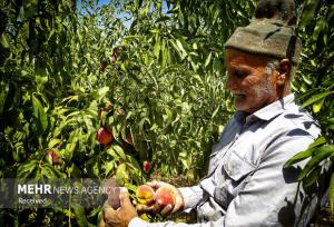 برداشت هلو و شلیل از باغات شاهرود آغاز شد؛ ۵۰۷ هکتار باغ زیر کشت