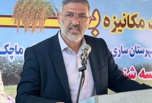 پیش بینی برداشت ۱۵۰ هزار تن شلتوک در مزارع ساری