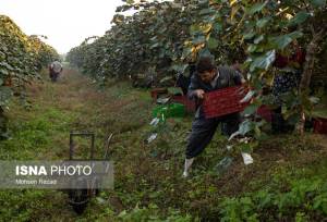 صدور شناسنامه باغات لرستان به بیش از ۲۰ هزار هکتار می‌رسد