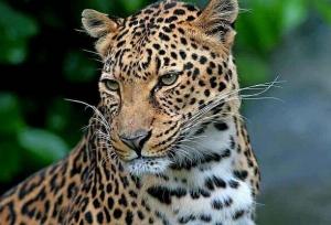 مشاهده دو قلاده پلنگ در منطقه چاشلوبار