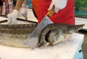 آقاپور کاظمی: خاویار مازندران روانه ازبکستان می‌شود