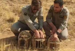 رهاسازی ۳ قطعه کبک در سقز
