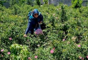 دهمین جشنواره گل محمدی در روستای فرخد مشهد 