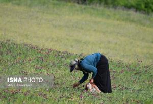 دوبرابر شدن سطح زیر کشت گیاهان دارویی در گیلان / گونه هایی سازگار با کم آبی