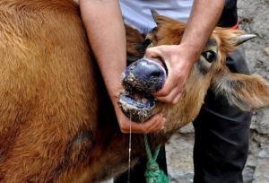 سالاری: دامداران جنوب کرمان در برابر شیوع تب برفکی هوشیار باشند