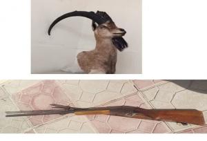 کشف تاکسیدرمی بز کوهی در خرم‌آباد