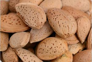 تولید ۸۵۰۰ تن «بادام درختی» در کرمانشاه