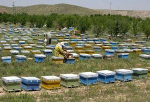 فلاحی: عملیات سرشماری زنبورستان‌ها در فارس پایان یافت