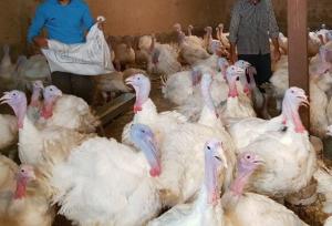 کشف ۳۶۱ قطعه بوقلمون قاچاق دربویین میاندشت