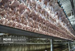 عرضه گوشت طیور در مهر ماه کاهشی شد