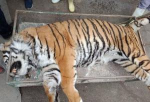 توضیح معاون محیط زیست مازندران درباره تلف شدن ببر در پارک حیات وحش الیمالات