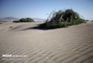 ۱۲۶ هزار هکتار کانون بحرانی در آران و بیدگل؛ اعتبارات مقابله صفر است