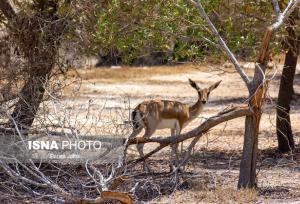 تداوم پدیده هجوم حیات‌وحش گرسنه به روستاهای حاشیه ذخیره‌گاه زیستکره توران